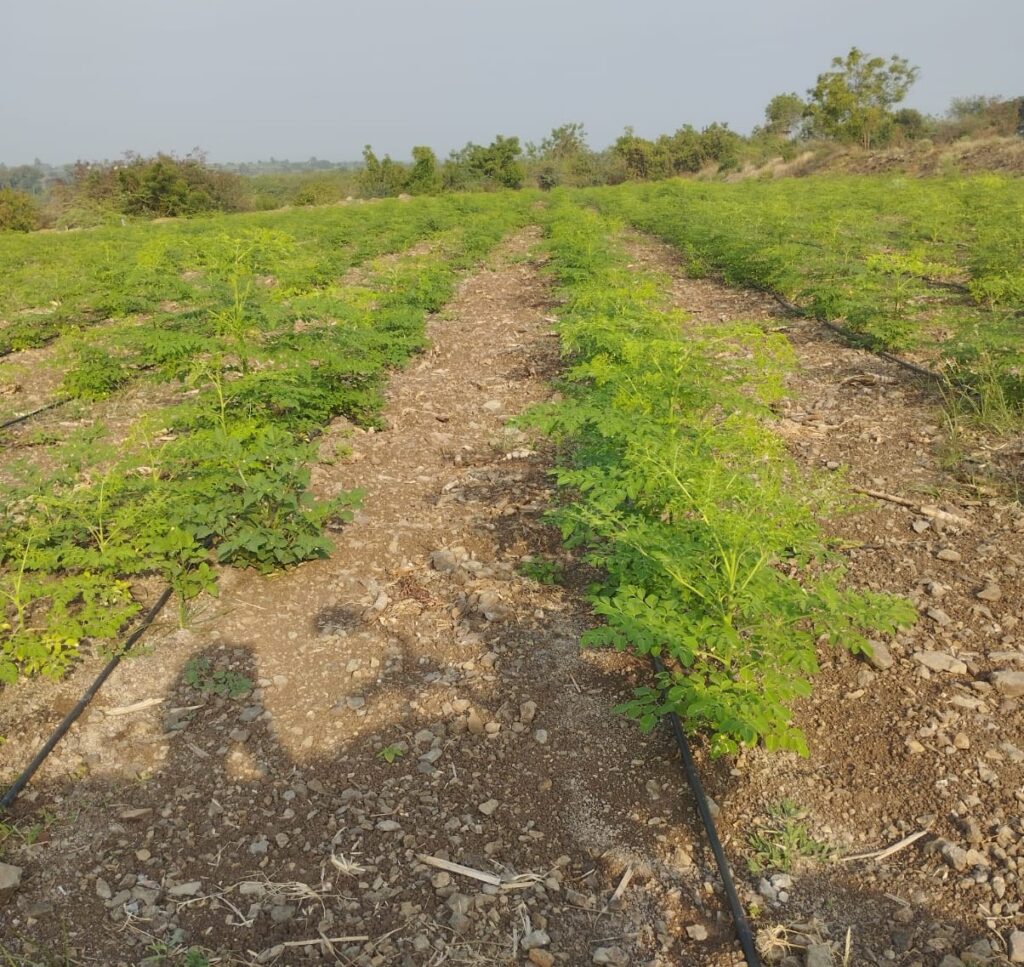 moringa field