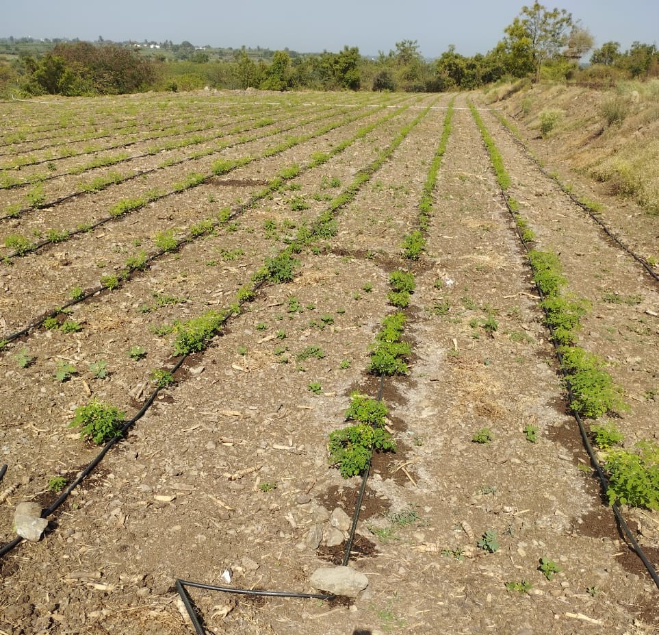 moringa start